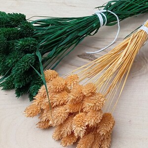 Dried canary grass, Phalaris 50+ stems green, peach, dried flower bouquet, boho wedding, rustic home decor