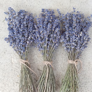 Könnte beinhalten: Drei Bündel getrockneter Lavendelblüten, jeweils mit natürlicher brauner Schnur zusammengebunden. Der Lavendel besteht aus kleinen, leuchtend violett-blauen Knospen an langen, dünnen grünen Stielen, die in aufrechten, gleichmäßigen Bündeln angeordnet sind.