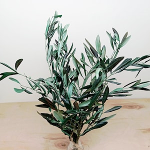 Rami di ulivo secchi e conservati, 1 mazzo