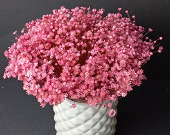 Glixia, sehr grosses Bündel, 800+  Stiele, Trockenblumen rosa