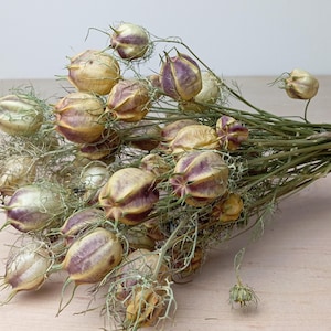 Torkad Nigella Damascena | Bukett med 35–40 frökapslar | Torkade blommor för blomsterhandel, bohemisk inredning och gör-det-själv, bröllopsblomma