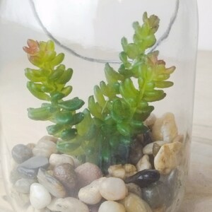 May include: A clear glass jar with a lid, containing a small succulent plant and decorative stones. The stones are various shades of brown, gray, and white.