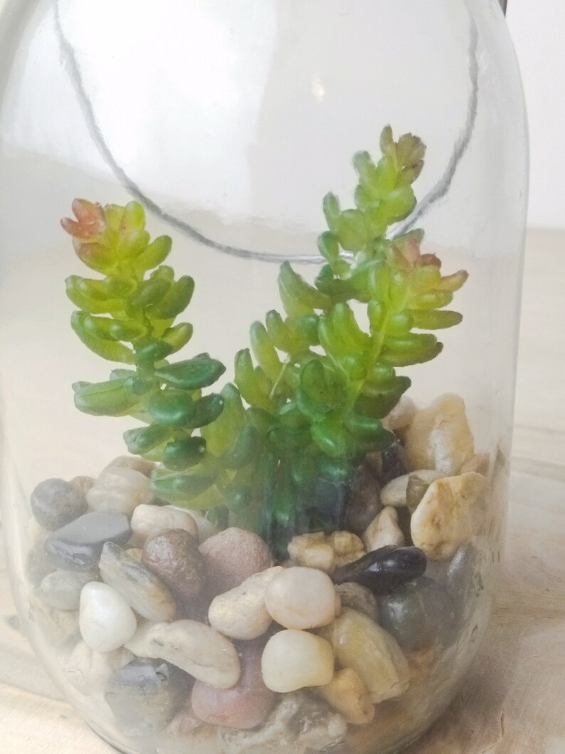 May include: A clear glass jar with a lid, containing a small succulent plant and decorative stones. The stones are various shades of brown, gray, and white.