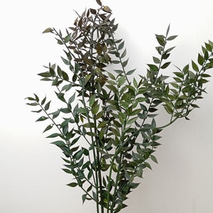 Preserved green Ruscus, 4 stems, 30 cm, B-grade