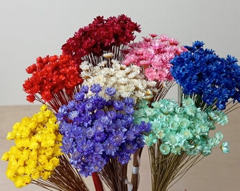 Glixia, small bunch, 100 stems, dried flowers