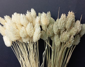 Buquê de flores secas de capim-canário (Phalaris) com mais de 50 hastes, naturalmente descoloridas, ideal para casamentos boho e decoração rústica.