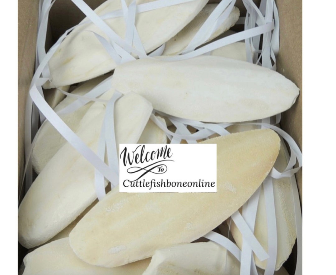 1KG Cuttlefish Bone Bones Suitable for Birds Tortoise Snails. Etsy