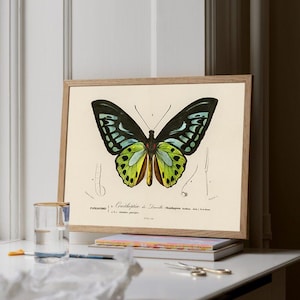 May include: A framed print of a butterfly illustration. The butterfly has black wings with turquoise and yellow markings. The print is in a light brown wooden frame, resting on a stack of books and a white surface.