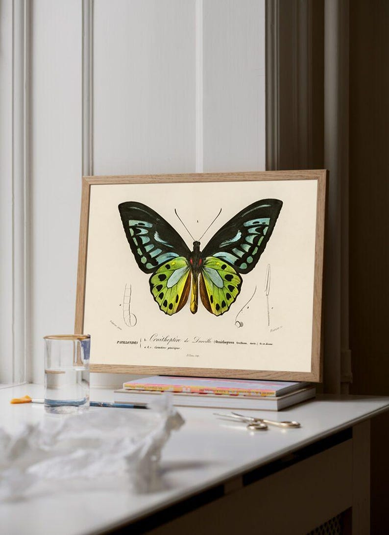 May include: A framed print of a butterfly illustration. The butterfly has black wings with turquoise and yellow markings. The print is in a light brown wooden frame, resting on a stack of books and a white surface.