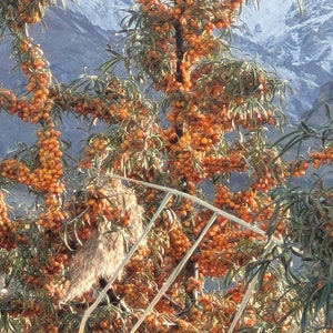 ARK PURE HERB  Sea Buckthorn Leaves-Hippophae Rhamnoides-Osmotic Seaberry-Himalayan-Dried Sea Buckthorn-Handmade Organic tea Natural
