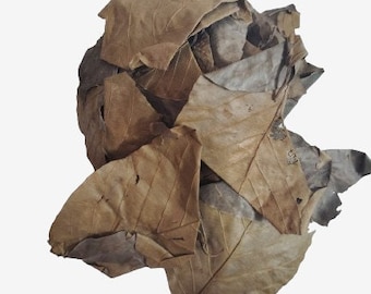 Pó de folha de Garjan orgânico: Dipterocarpus turbinatus, erva indiana