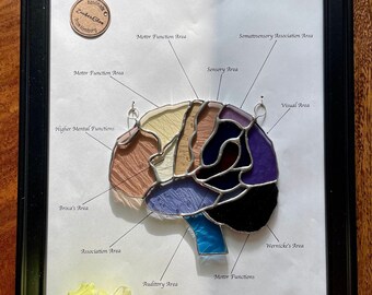 Vitral Anatômico do Cérebro – Presente de Neurociência, Arte da Anatomia Cerebral