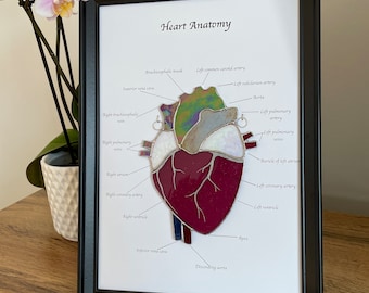 Human Heart Anatomy in Glass Medical Art