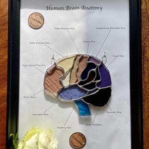 Könnte beinhalten: Ein gerahmtes anatomisches Gehirnmodell aus Buntglas mit verschiedenfarbigen Glassegmenten, die mit silbernem Lot eingefasst sind. Der weiße Hintergrund zeigt den Text Human Brain Anatomy und Beschriftungen für verschiedene Hirnareale.