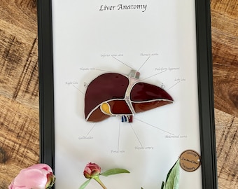Vitral artesanal representando a anatomia do fígado – Decoração de parede com temática médica, presente para hepatologista.
