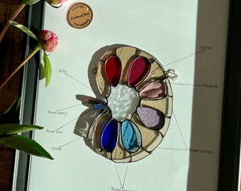 Vitral com a anatomia do rim – Presente para nefrologistas – Decoração de parede para nefrologistas ou estudantes de medicina