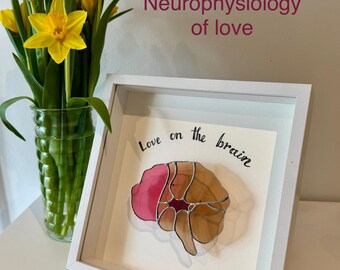 Neurociência do amor. Cérebro em vitral anatômico