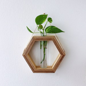 Puede incluir: Un macetero de pared hexagonal de madera con un tubo de ensayo de vidrio para sostener una planta pequeña. El macetero está hecho de madera clara y tiene un acabado natural. Una pequeña planta verde está creciendo en el tubo de ensayo.