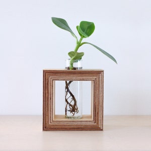 Quadratisches Pflanzgefäß aus Holz mit Reagenzglas für Blumen - Vermehrungsstation für Ableger Pflanzen - Propagation Station - Blumenvase