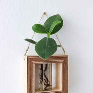 square shaped planter for wall made out of wood with glass tube for flowers / propagation station for plants wall decor flower vase image 7