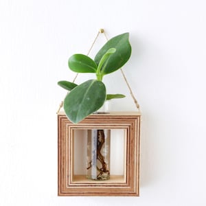 square shaped planter for wall made out of wood with glass tube for flowers / propagation station for plants wall decor flower vase image 5