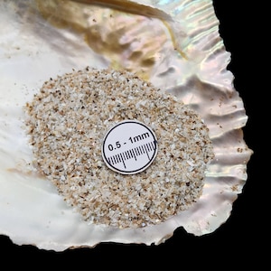 Könnte beinhalten: Nahaufnahme eines Haufens hellbeige zerbrochener Muschelsplitter, 0,5 bis 1 mm groß, in einer großen, irisierenden Muschelschale. Ein kleines, rundes Etikett mit einer Lineal-Grafik zeigt die Größe der Fragmente an.