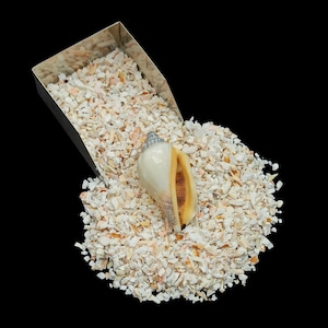 Poudre de coquillage concassée 1-3 mm pour travaux manuels, décoration d'intérieur, travail du bois, incrustation d'art antique