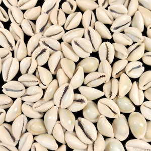 Può includere: Primo piano di numerose conchiglie di ciprea biancastre, ciascuna con una superficie liscia e lucida e un'apertura a fessura distintiva. Le conchiglie sono disposte su uno sfondo nero uniforme, creando un contrasto sorprendente.