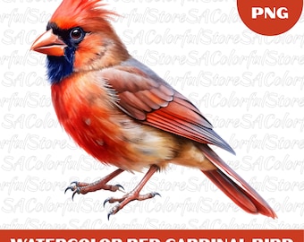 Watercolor Red Cardinal Clipart: 10 PNG Bird Illustrations (Digital Download)