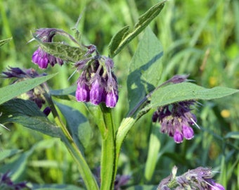 10 Boutures de Racine de Consoude Officinale