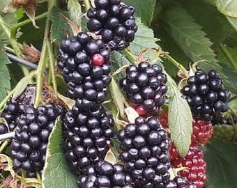 10 boutures de Ronce sans épine 'TRIPLE CROWN'