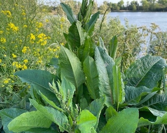 100 Graines de Rumex Patientia | Comestible  | Oseille-Epinard Perpétuel