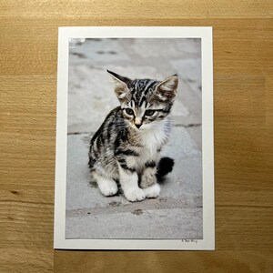 Glückwunschkarte mit echtem Foto – kleine Katze
