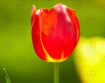 Digital Photograph of a Tulip