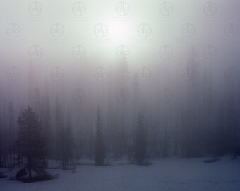 Digital Photograph of trees with snow on a foggy morning