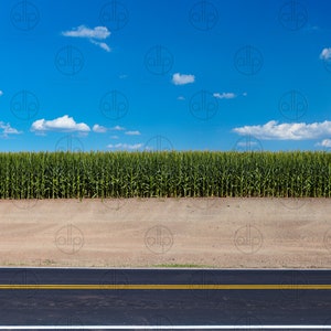 Digital Photograph of a Corn Field and the side of a Road