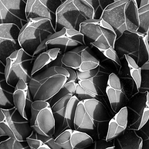 Leinwand, Acryl, Poster, Marokko, Kaktus, Schwar-Weiss, Blume, Pflanze