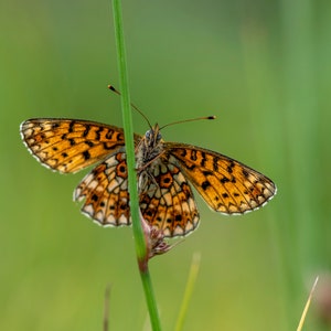 Leinwand, Acryl, Poster, Schmetterling, Landkärtchen, Natur, Grün