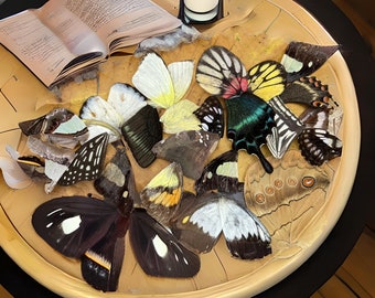 Assorted Loose Butterfly Wings (25–200) • Assorted Ethical Real Wings • Jewellery Making, Resin Art, Crafts • Premium Quality Supplies
