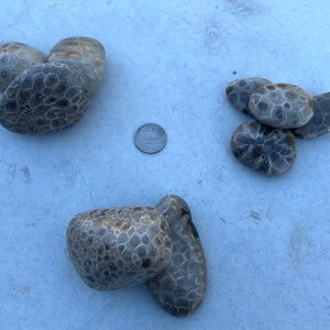 Premium Petoskey Stones Northern Michigan Great Lakes image 2