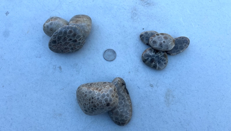 Premium Petoskey Stones Northern Michigan Great Lakes image 2