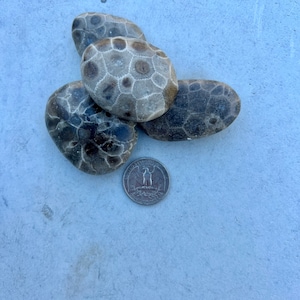 Premium Petoskey Stones Northern Michigan Great Lakes 1-3 oz