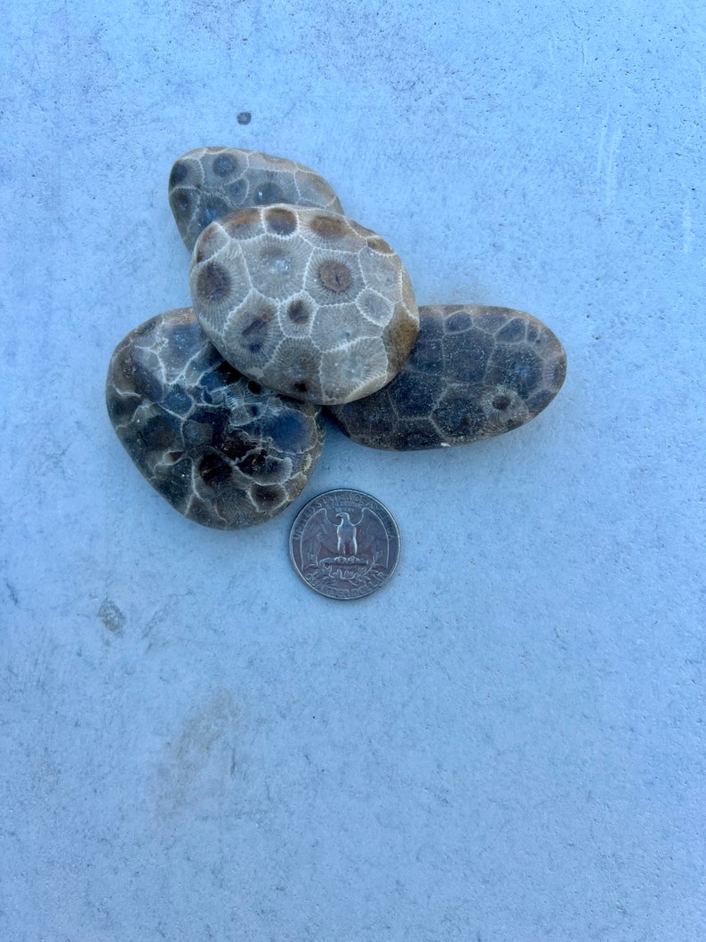 Premium Petoskey Stones Northern Michigan Great Lakes 1-3 oz