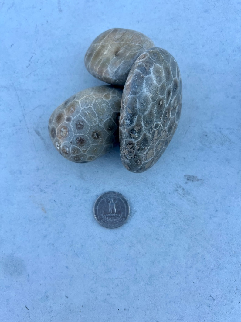 Premium Petoskey Stones Northern Michigan Great Lakes 3-6 oz