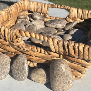 Premium Petoskey Stones | Tumbled | Northern Michigan | Great Lakes |