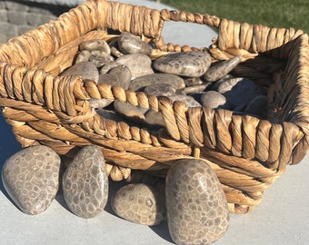 Premium Petoskey Stones | Tumbled | Northern Michigan | Great Lakes |