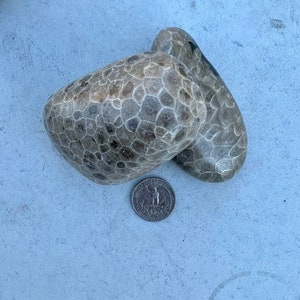 Premium Petoskey Stones Northern Michigan Great Lakes 6-9 oz