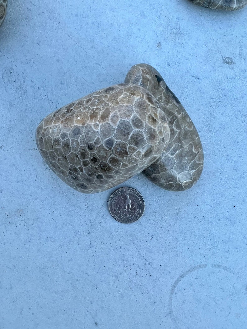 Premium Petoskey Stones Northern Michigan Great Lakes 6-9 oz