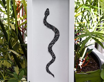 Schlangenhai Zahn Box