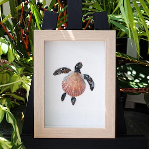Turtle Shark Tooth Shadow Box